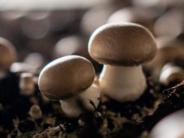 champignons_frais_lou_974 champignons_frais_lou_974